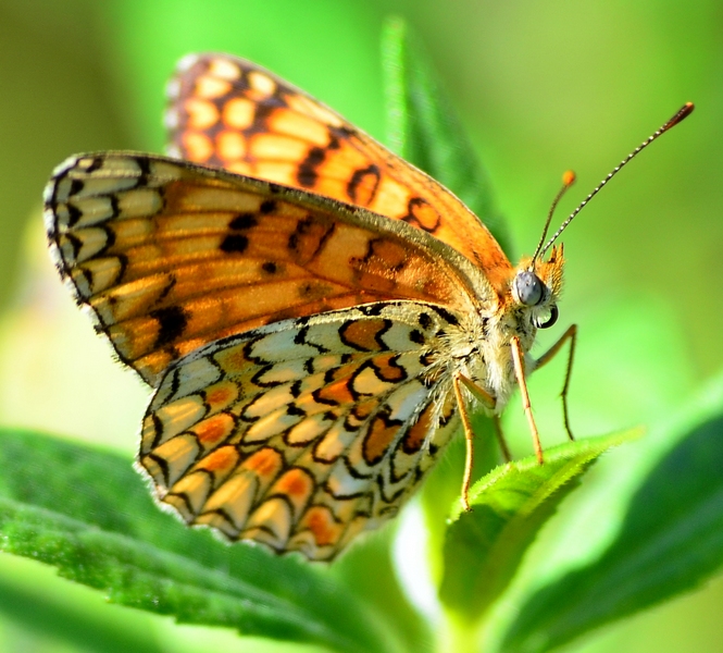 Melitaea phoebe